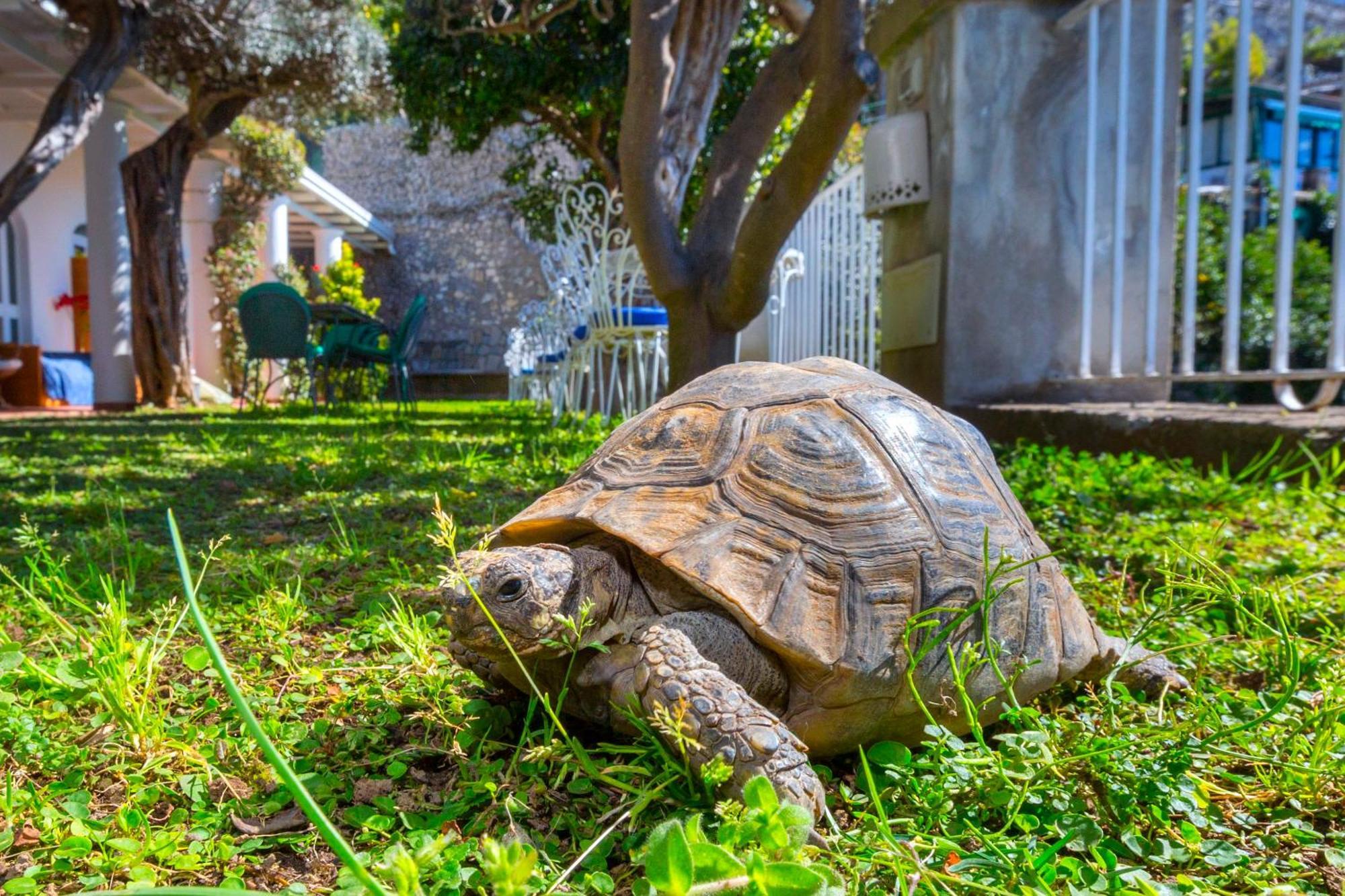 La Maliosa Positano Ποζιτάνο Εξωτερικό φωτογραφία